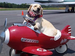 cane aereo