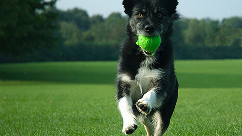 cane_al_parco