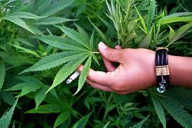 Cannabis