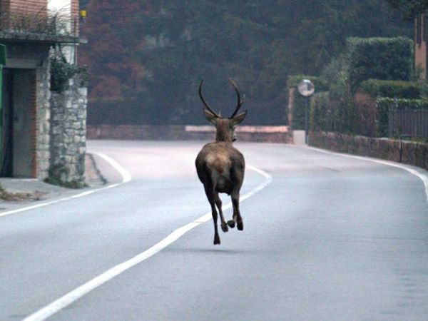 capriolo